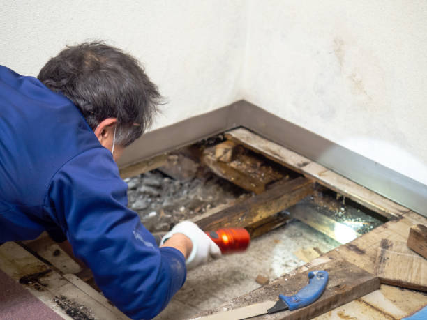 Best Emergency Mold Removal  in Dubois, PA