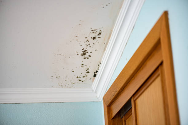 Best Best Mold Removal Companies  in Dubois, PA