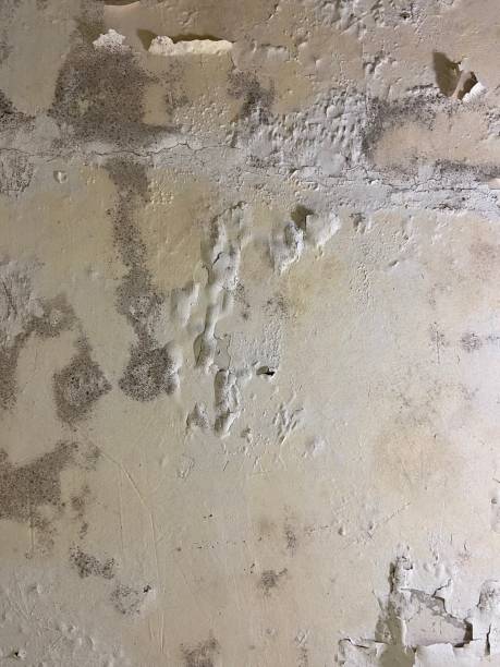 Best Best Mold Removal Companies  in Dubois, PA