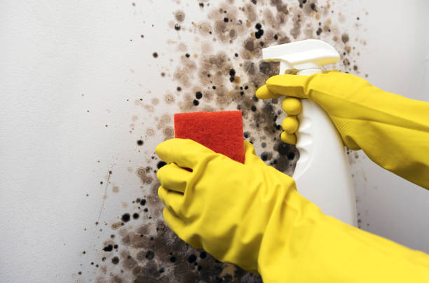Best Crawl Space Mold Removal  in Dubois, PA
