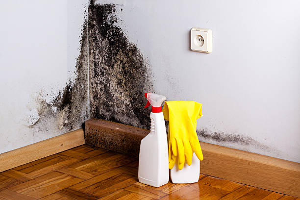 Best Certified Mold Removal  in Dubois, PA