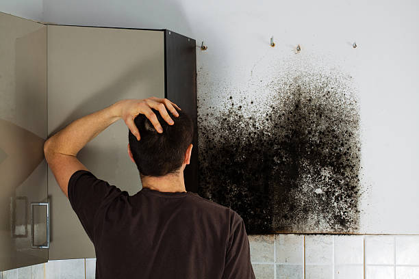 Home Mold Removal in Dubois, PA